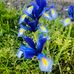 Viola Jacob - Facebook
