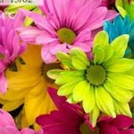violajimenez - @violajimenez6 - Instagram