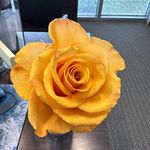 Viola Joyner - @viola67joyner - Instagram