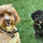Kramer & Viola Strong - @los_perros_kramer_y_viola - Instagram