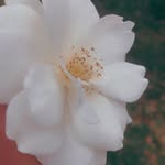 Viola - @viola__mackenzie23 - Instagram
