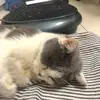 violantepage1 - @violantepage1 - TikTok