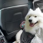 xinyiaoishd225 - @violapage703 - Instagram