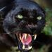 Panther Villa - Facebook