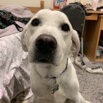 Violet Ramsey - @violettheservicedog - Instagram