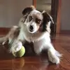 Viola Dan Rice - @viola.dan.rice - TikTok