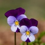viola - @richterviola23 - Instagram