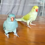 Viola e Berrante Ringnecks - @violaeberrante.ringnecks - Instagram