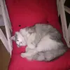 violarizzo - @violarizzo1 - TikTok