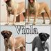 Viola Root - Facebook