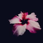 Viola Roth - @violaroth_muc - Instagram