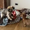 Viola_Roy_Polpetta - @viola_e_roy - TikTok