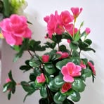 Viola Sanchez - Facebook
