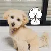 ViolaSauer - @hayleoxwujc - TikTok
