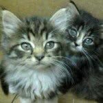 Violet and Sawyer - @violetandsawyer - Instagram
