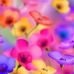 Viola Saylor - Facebook