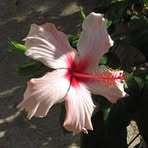 Viola Schilling - Facebook