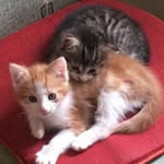 Viola Schilling - @viola.schilling.710 - Instagram