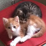 Viola Schilling - Facebook