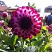 Viola Schuster - Facebook