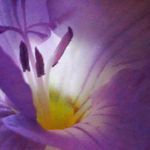 Viola Schwarz - @olaschwa - Instagram