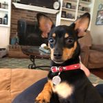 Viola Willis - @violawillis - Instagram