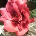 Viola Willis - Facebook