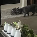 Viola Witte - @viola.witte - Instagram