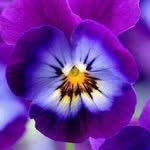 Viola Wittrokiana - @viola_wittroki - Instagram