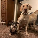 Axel, Violet, and Maverick Barlow - @thebarlowkids - Instagram