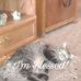 Violet Bell - Facebook