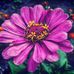 Violet Bingham - Facebook