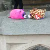 Bruno 19 - @violetabishop - TikTok