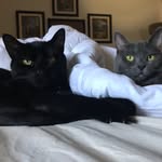Violet & Cash - @violet_n_cash - Instagram