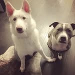 Violet and Cash - @violetandcash - Instagram