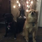 Violet_Cashew_Frankey334 - @violet_ors - Instagram