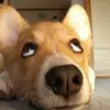violetchambers481 - @violemattuj - TikTok