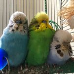 Violetcheekedconure - @violetcheekedconure - Instagram