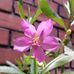 Violet Cherry - Facebook