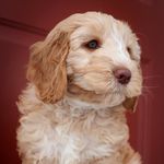 Violet the Cobberdog❤️ - @violetmae.thecobberdog - Instagram