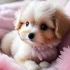VioletCole - @linh4108e57 - TikTok