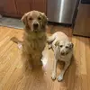 violetcomerford - @violetcomerford - TikTok