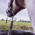 living with horses - @violetcooke_ - Instagram