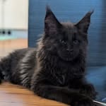 @violet_the_coon_cat - Instagram