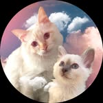 Cooper & Violet - @cooperandviolet_thebirmans - Instagram