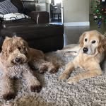 Violet & Cooper - @violetandcooper - Instagram