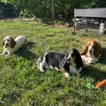 Violet Gray, Betty White & Rosie Cotton🐾💕🐶 - @violet.n.betty_bassets - Instagram