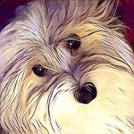 Coton Breeder In Central Texas - @violet.crown.cotons - Instagram