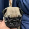 Violet Cummings - @da_pugz1234 - TikTok