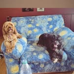 Ellie and Violet Morgan-Curtis - @ellie.and.violet - Instagram
